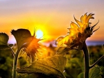 sunflowers at sunset hdr