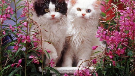 Black and White Kittens - long haired, animals, kittens, cats, cute