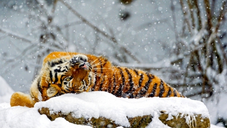 WILD WINTER - animal, winter, tiger, snow