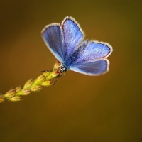 Blue wings