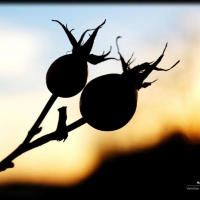 Silhouette