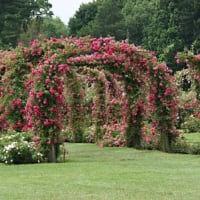 climbing red roses