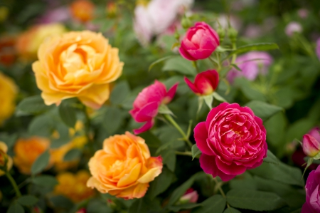 flowers in a garden - colors, mixture, roses, beautiful