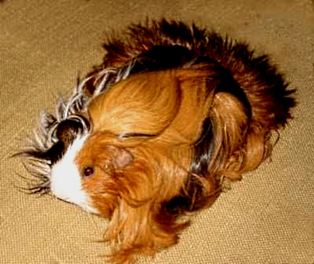 lLong haired Guinea pig - white, fur, black, red