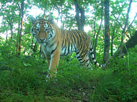 Siberian tiger - project, woods, saves, russia