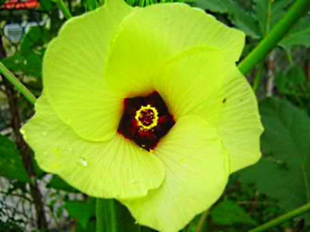 Okra flower - bloom, in, plant, vegetable