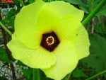 Okra flower