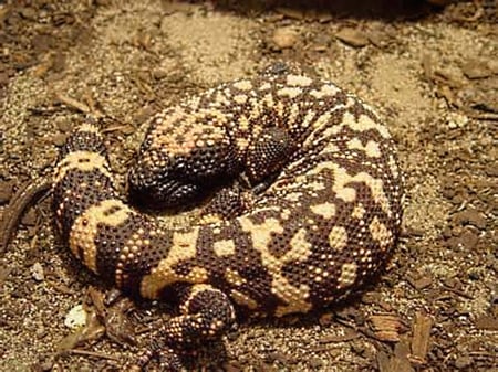 Gila monster - black, yellow, venomous, brown