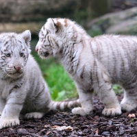 White Tiger Cubs