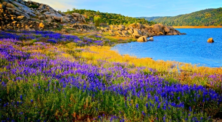 Lupine At Folsom Lake - hills, beautiful, grass, lakeshore, flowers, wildflowers, California, nature, lake, sunny day