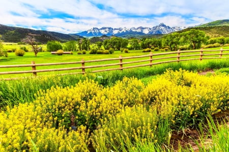 Pastoral Rest - yellow, mountain range, beautiful, snowy peaks, grass, pasture, fence, wildflowers, nature, green, barn, Colorado, field, farm