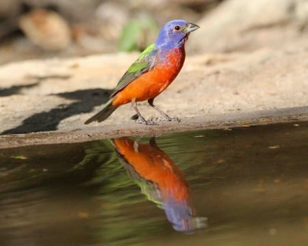 On a riverside - bird, in, water, reflection