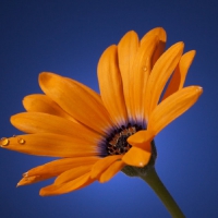 Orange daisy