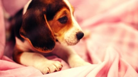 Sweet Girlâ™¥ - blanket, pink, sweet, puppy, adorable, girl