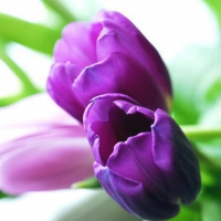 Purple Tulips