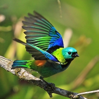 Colorful Bird