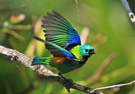 Colorful Bird - tanager, beautiful, branch, wings, colorful, bird