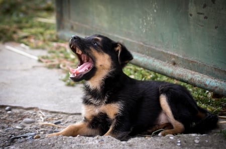 German shepherd - puppy, animals, lovely, pretty, puppys, beautiful, dog, animal, dogs, sweet, cute