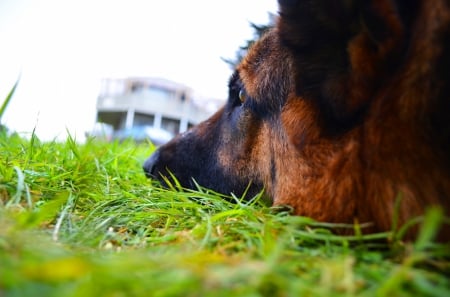 German shepherd - pretty, puppys, beautiful, dog, lovely, sweet, animal, dogs, cute, puppy, animals