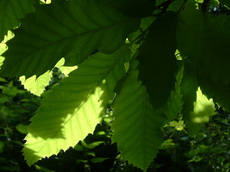 Sweetchestnut - leaves, trees, nature