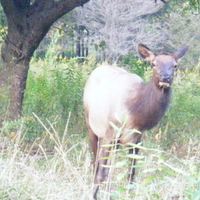 Female Elk in Pa
