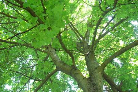 Sky tree in the morning. - trees, nature, green, leaves