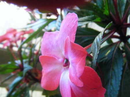 house plant grown in PA - flowers, pink flowers, flowers in pa