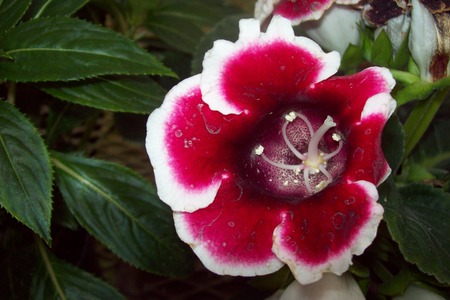 Flower in a green house - nature, green, flowers, pretty