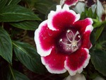 Flower in a green house