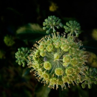 Hedgerow Flower