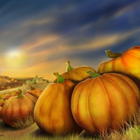 Pumpkin Field