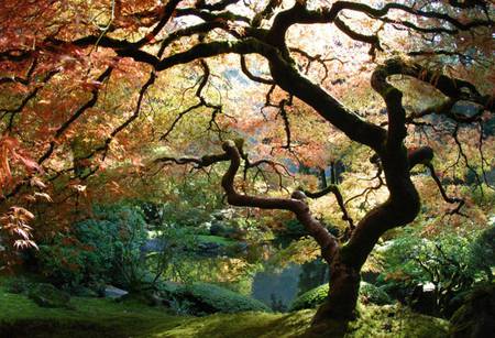 Beauty of Nature - filtered sunlight, garden, maple tree