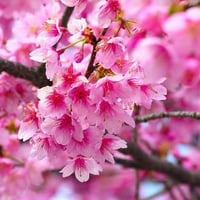 Pink Cherry Blossoms