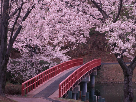 Red Bridge - trees, blossoms, blossom, rivers, beautiful, road, forest, lovely, pink, red bridge, tree, river, nature, waterway, peaceful, bridge