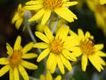 Yellow Flowers