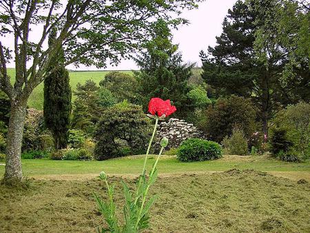 Lonely Poppy - nature, gardens, flowers, poppy