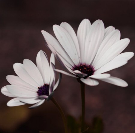 Two Lovers - flowers, nature