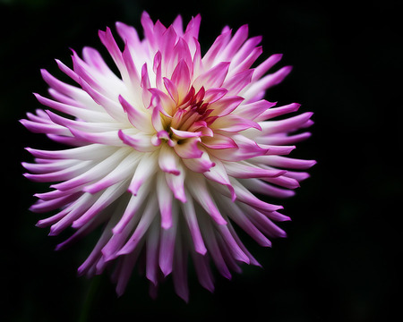 Exploding Universe - flowers, nature