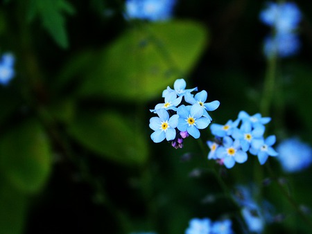 BlueII - flowers, nature