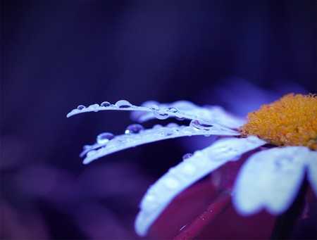 Rained On - flowers, nature