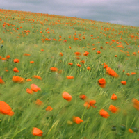 Poppy Field