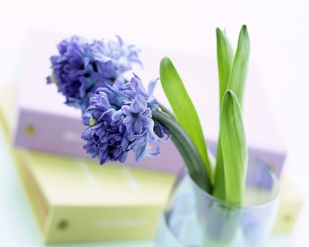 Delicate Blue Orchids - flowers, vase, folders, blue orchids