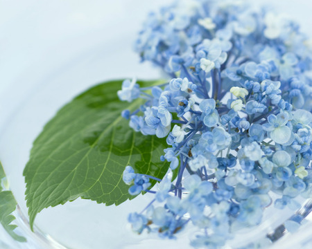 Gently Blue - hydranea flowers, closeup