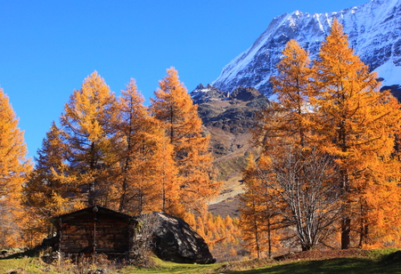 Blue sky and golden autumn - hill, pretty, house, trees, blue, amazing, fields, brown, beautiful, splendor, snow, forest, lovely, mountain, autumn