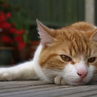 Cat on decking