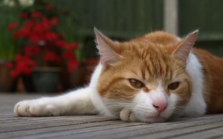 Cat on decking - decking, garden, cat, ginger