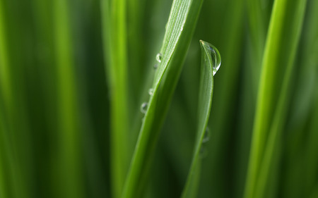 Dew On Grass - water, green, dew, grass