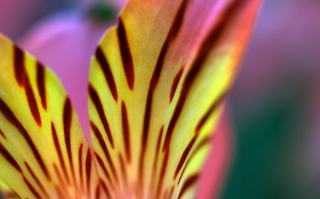 Alstroemeria - yellow, alstroemeria, pink, tiger, flower