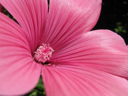 Pink - nature, wallpaper, flower, pink