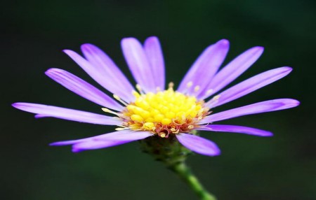 A Groovy Kind Of LOve - flowers, nature